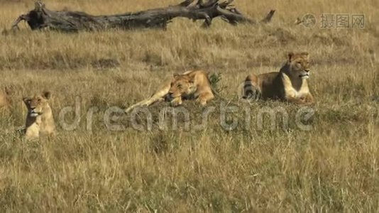 肯尼亚马塞马拉狩猎保护区三头母狮躺在地上视频