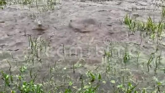 小草在水中落下雨滴慢动作视频