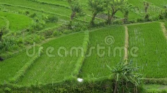 后台查看新绿健美稻田在巴厘岛的业务.. 景观绿化植物夏季生态旅游景观视频