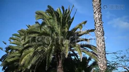 热带棕榈树的叶子在微风中向蓝天摇曳视频
