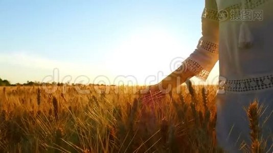 一个穿着白色连衣裙的年轻女子的手在一片田野里触摸着麦穗，背景是视频