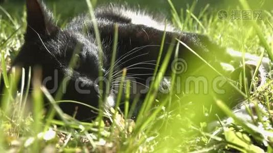猫躺在草地上。视频