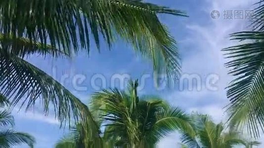 带云和棕榈树枝的天际线丛林旅游视频