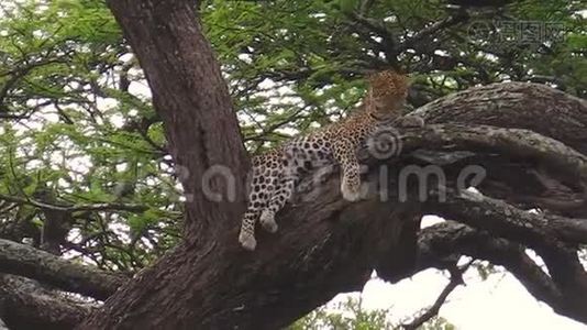 恩杜图树上的豹视频
