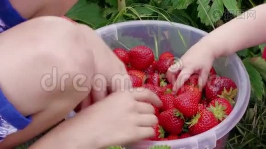 孩子们用手在花园的桶里整理红色草莓视频