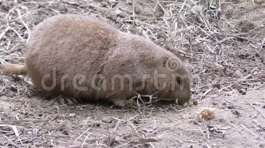 草原狗在地上觅食视频