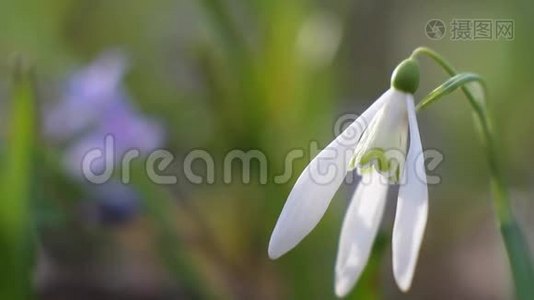 常见雪落花的嫩白花，春的象征，在风中摇摆，享受温暖和阳光的日子视频