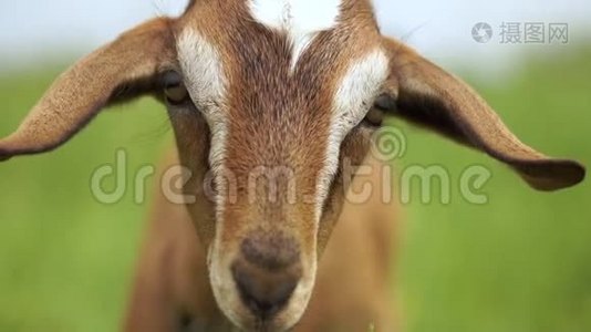 可爱的年轻保姆山羊，漂亮的眼睛期待在一片草地在斯洛文尼亚视频