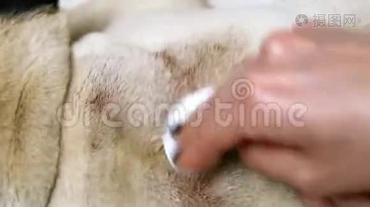 女性双手特写，在一只生病的小狗背上洗了一个很大的湿疹伤口视频