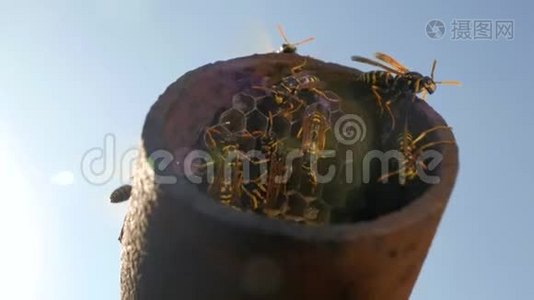 蜂箱里的黄蜂在一根金属管中与蓝天搏斗。 中位数黄蜂多利奇维斯普拉媒体巢。 4k. 4k视频视频