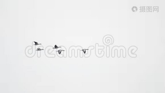 一群大雁在蓝天上以v形飞翔视频