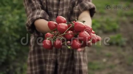女人的双手握在成熟的樱桃番茄的手心，在夕阳的灯光下，在农场里滴着水珠。 夏日美食丰收，关门视频