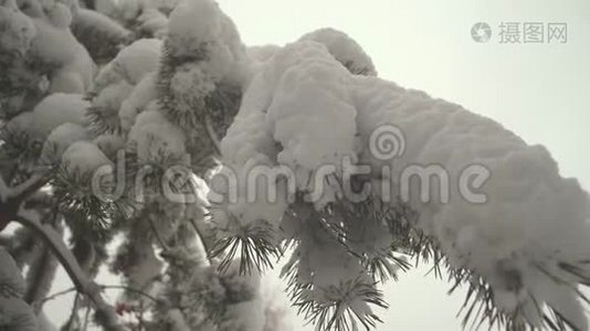 森林中美丽的冬季景观.. 冬天在一个圣诞公园里被白雪覆盖的松树枝。 雪落在地上视频