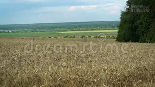 在晴朗的夏日，在平静的天气下，美丽的金色小麦田。视频