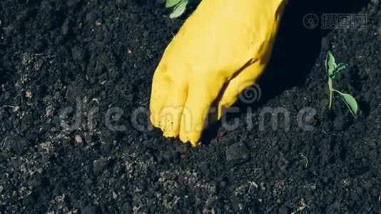 女人手里戴着手套，种在地上的新苗视频