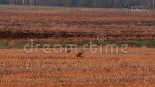 在白俄罗斯，野鸟飞过田野。 在欧亚大陆，成年男性有时被称为视频