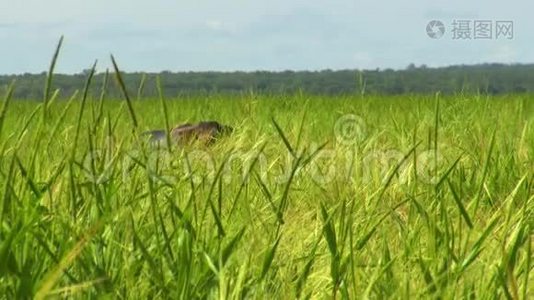 水牛部分被高大的草地所隐藏视频