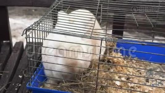 特写一只白兔坐在铁笼子里吃干草。 一只奶油小兔子位于一个金属笼子里，吃干草。视频
