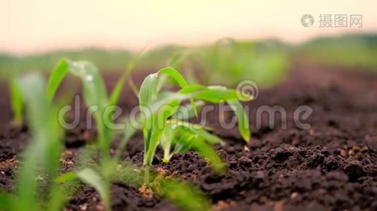 特写一株生机勃勃的绿色幼嫩玉米植株，幼苗上深褐色肥沃，湿润的土壤.. 玉米地，温暖的春日视频