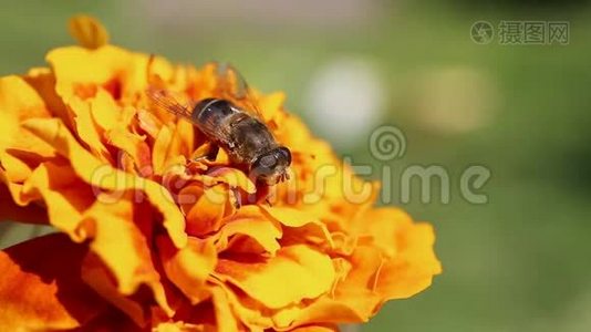 雄蜂苍蝇/墨西哥万寿菊/万寿菊/花视频