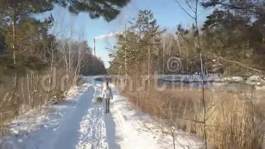 上背部女孩，松枝沿着冬木散步视频