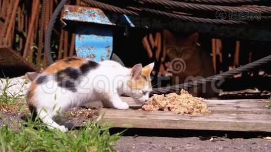 无家可归的野生三色小猫在垃圾填埋场的街上吃肉。 喂养流浪动物视频