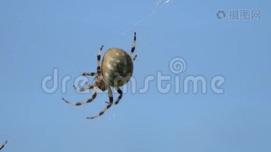 四个斑点Orb-Weaver/Araneus quadratus/蜘蛛修理它的网视频