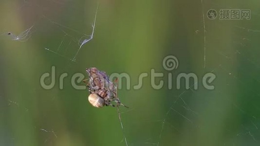 4点Orb-Weaver/田鼠/蜘蛛用沼泽鹤从蜘蛛网中分离出茧视频