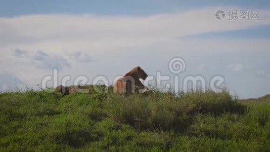 野狮躺在山上，寻找猎物和非洲草原视频