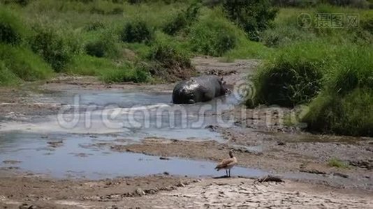 河马在水坑里钻过，完全浸满泥土，以免过热视频