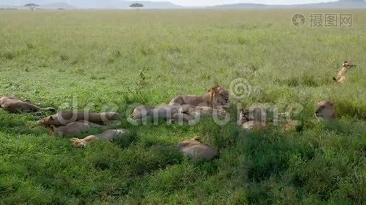非洲野狮的骄傲躺在灌木丛中，躲避炎热视频