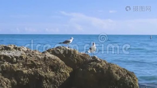 近距离观看可爱的海鸥站在岩石上，背景是蓝色的海水视频
