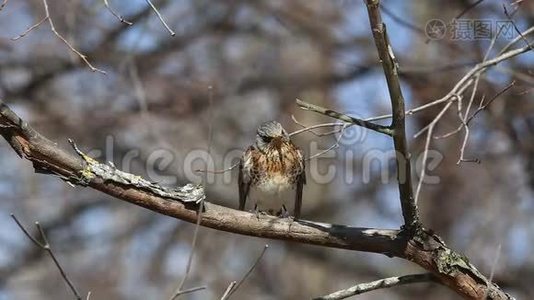 Thrush Fieldfare/Turdus pilaris/坐在树枝特写上视频