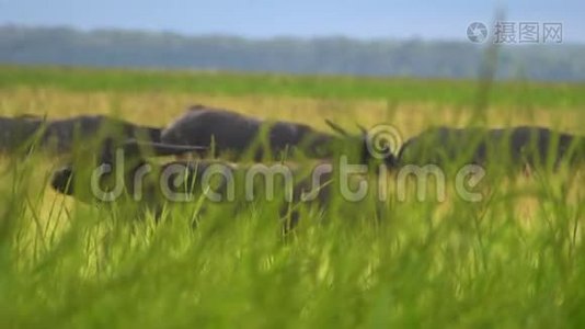 水牛在高大的草地上放牧视频