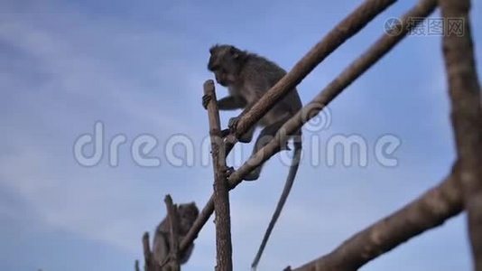 热带岛屿上火山上的野生猴子。视频