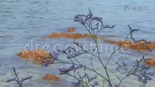 利花对清澈的海水和珊瑚礁，风日视频