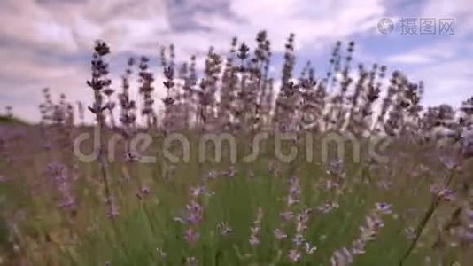 在法国普罗旺斯的一片田野上，蓝蓝的天空和云的背景下，盛开的薰衣草花紧凑着视频