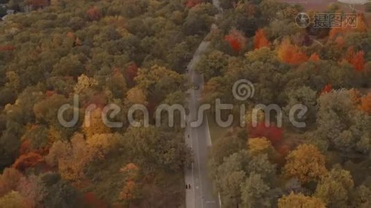 空中建立一条被坠落森林包围的道路的镜头。视频