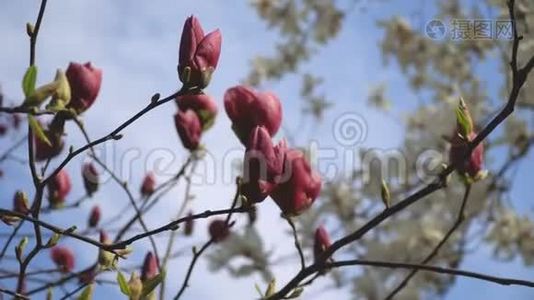 玉兰花美丽的粉红色花朵在自然背景下在光天化日之下绽放特写视频