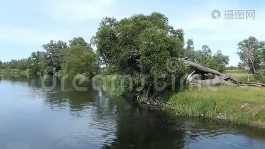 德国勃兰登堡地区哈维尔河景观。 夏日时光。 柳树和草地视频