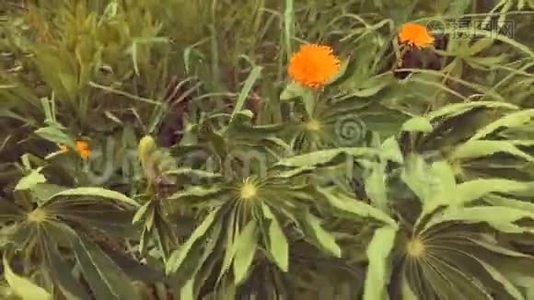 春天的田野植物视频