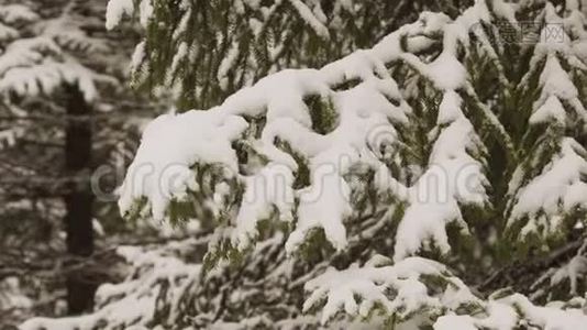 雪从杉树枝落下.视频