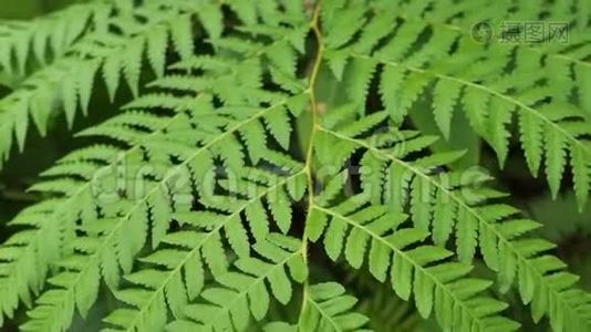 绿蕨茎，热带雨林种植乔木..视频