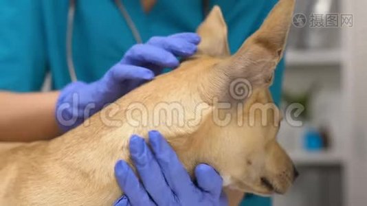 女兽医检查狗耳朵，在诊所检查宠物，保健，卫生视频