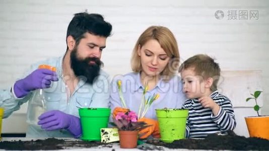 妈妈，爸爸和小男孩把夏天的花种在花盆里浇水.. 家庭劳动观念..视频