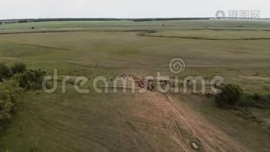 一群牛和一个牧羊人去牧场。 空中观景4K视频