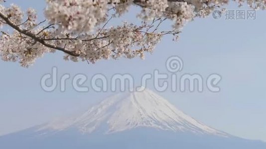 富士山迎风樱花视频