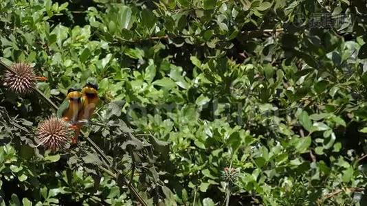 在肯尼亚内罗毕公园，小蜜蜂食者，大蜜蜂，成人站在树枝上，飞行中，起飞，视频