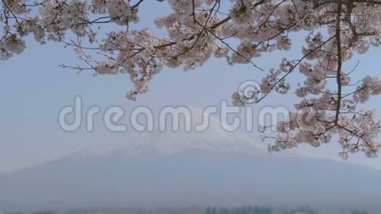 樱花树在风和山中吹拂。 日本富士视频