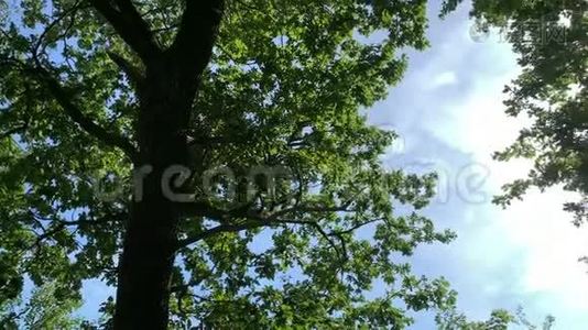 在美丽的绿树上荡秋千，背景是蓝天视频